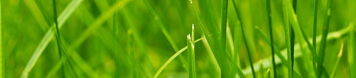 在线短信轰炸软件